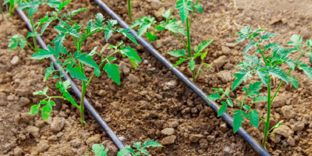 Ficha técnica: Sistema de riego tecnificado en San Pedro de Casta